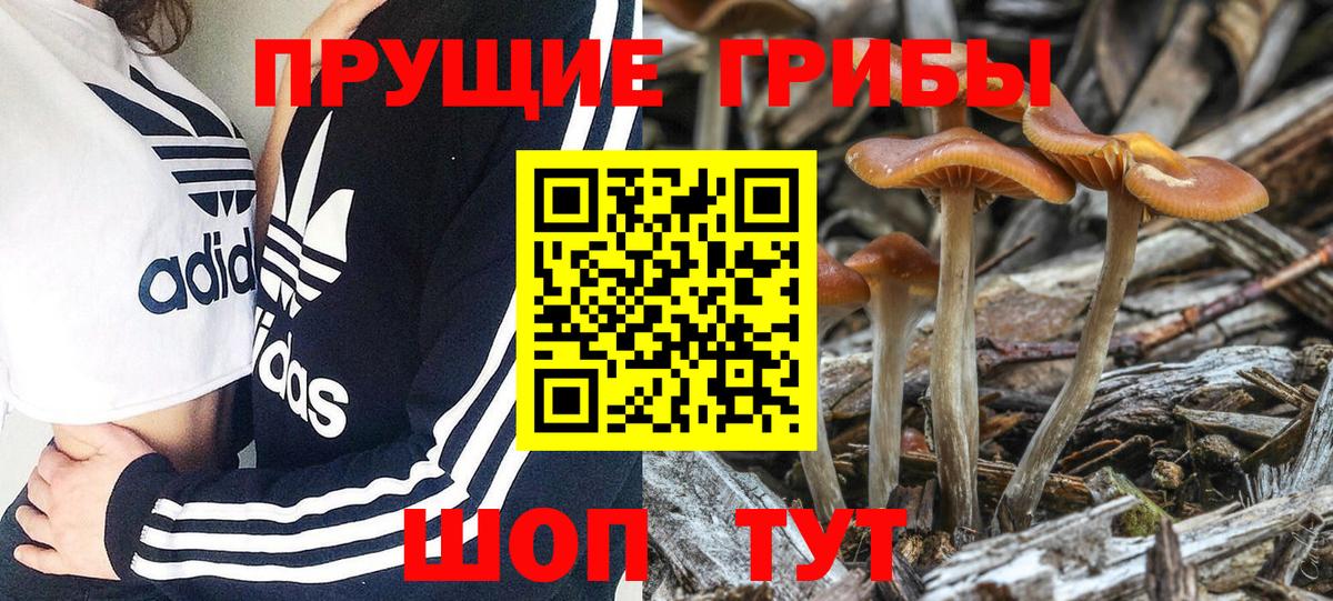Псилоцибиновые грибы Psilocybine cubensis Белая Калитва